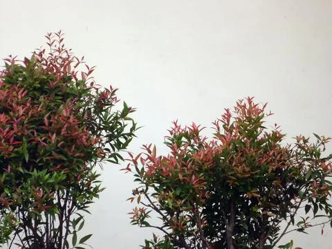 Hedge in front of the Wall Stock Photos
