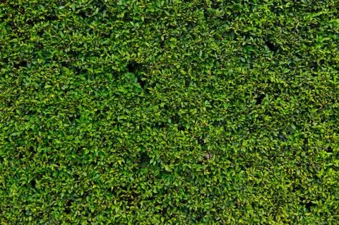 Hedge with green leafs Stock Photos