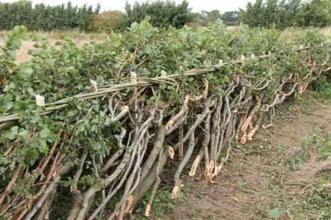 Hedge Laying. Foto stock