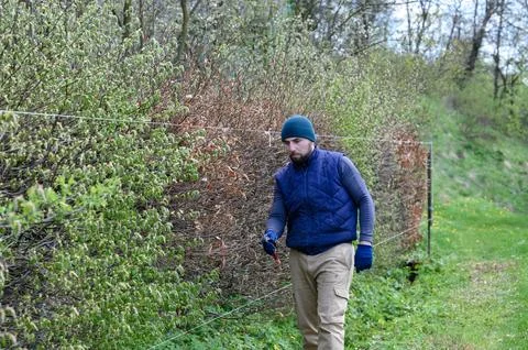 The hedge is made of different types of trees and bushes, the gardener leve.. Fotos de archivo