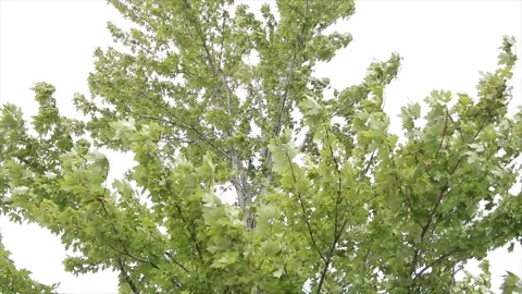 Hedge maple platanus tree extorior outside top half with sky behind blowing Stock Footage 251372040