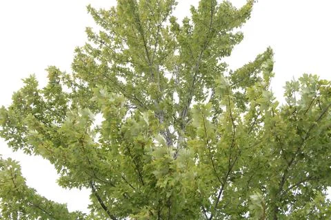 Hedge maple platanus tree extorior outside top half with sky behind Stock Photos