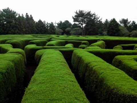 Hedge Maze Stock Photos