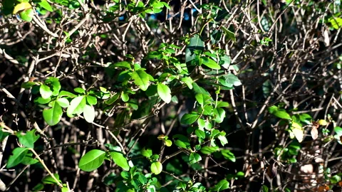 Hedge With Moving Camera Video stock 328878250