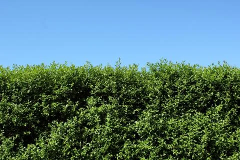 Hedge Stock Photos