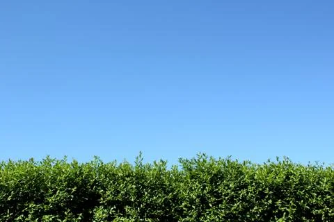 Hedge Stock Photos