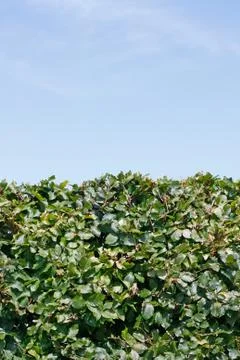 Hedge Stock Photos