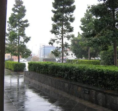 Hedge Foto stock