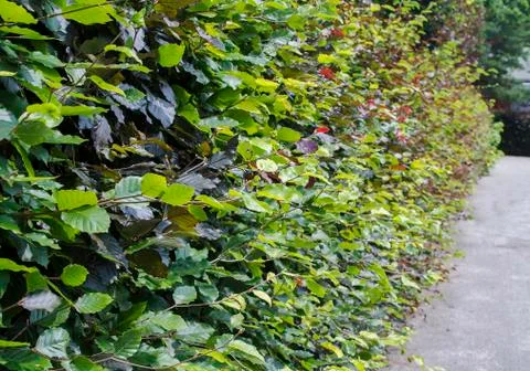 Hedge Stock Photos