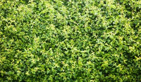 Hedge Stock Photos