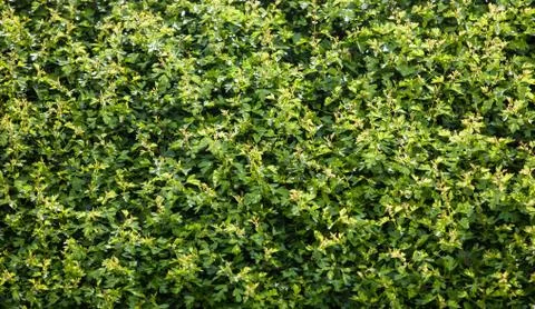 Hedge Stock Photos