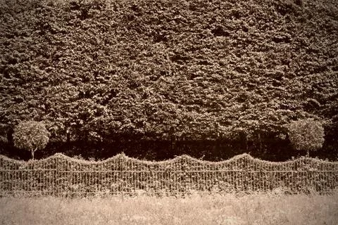 Hedge Stock Photos