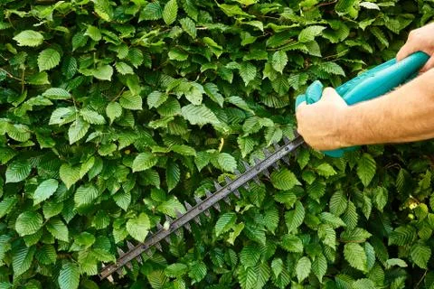 Hedge Stock Photos
