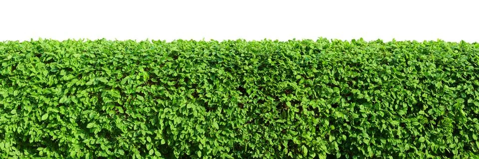 Hedge Stock Photos