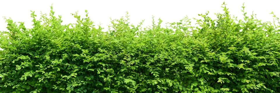 Hedge Stock Photos