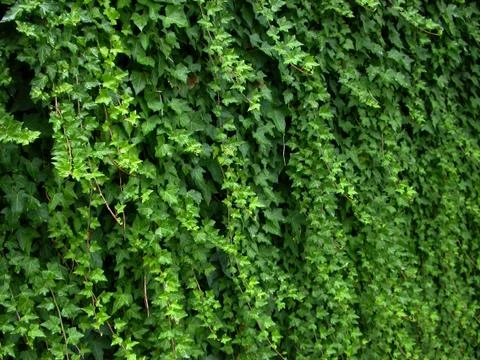 Hedge Stock Photos