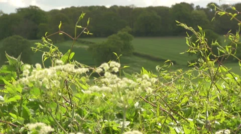 Hedge Row with shallow depth of field in spring time Stock Footage 38515409