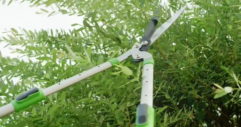 Hedge Shears Cutting Green Willow Branches in a Dense Hedge Stock Footage 340295388
