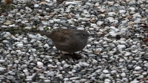 Hedge Sparrow in the garden on the tile path  Stock Footage 168558368