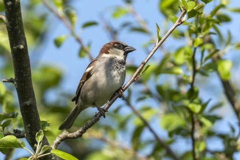 Hedge sparrow Stock Photos