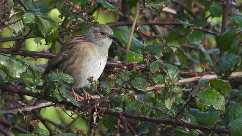 Hedge Sparrow. Singing in the brambles   (Prunella modularis)   1800P4 Stock Footage 170444740