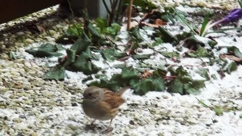 Hedge Sparrow in the winter. Stock Footage 97274489