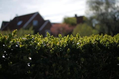 Hedge in the suburbs Stock Photos