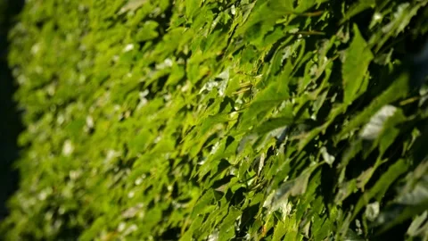 A hedge in the sun flutters gently in the wind. Slow motion recording. Stock Footage 234871501