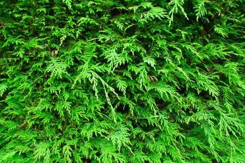 Hedge texture 写真素材