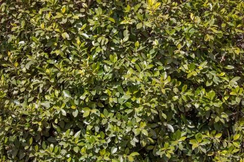 Hedge texture Stock Photos