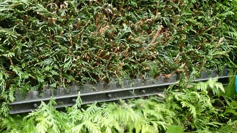 Hedge trimmer cutting a conifer. Stock-Footage 90807881