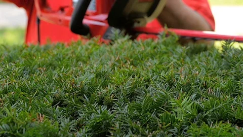 Hedge Trimming Close-up Stock Footage 71779646