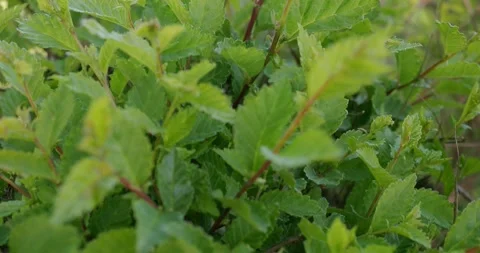 Hedge on a windy day. Stock Footage 248352282