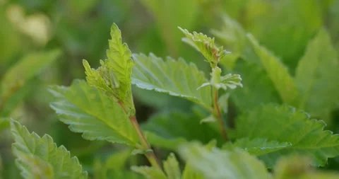 Hedge on a windy day Stock Footage 248352354