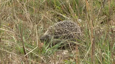 Hedgehog 1 Stock Footage 18185082