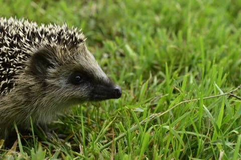 Hedgehog-1 Stock Photos
