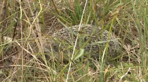 Hedgehog 2 Stock Footage 18185088