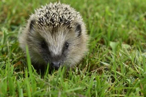 Hedgehog-2 Stock Photos