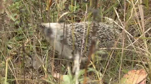 Hedgehog 3 Stock Footage 18185162
