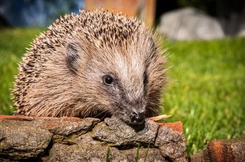 Hedgehog #3 Foto stock