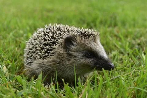 Hedgehog-3 Stock Photos