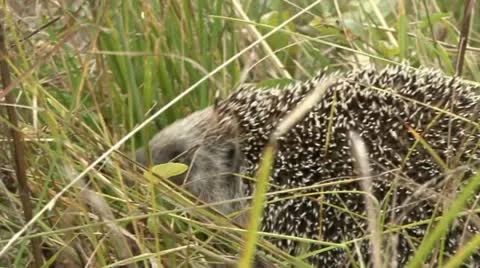 Hedgehog 4 Stock Footage 18185171