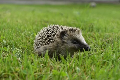 Hedgehog-4 Stock Photos