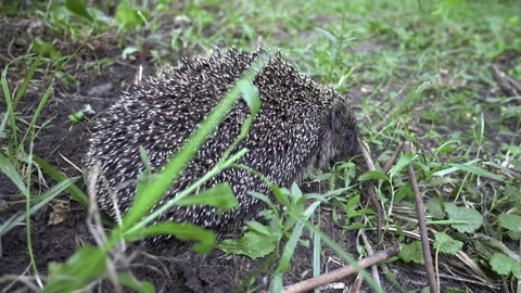 The hedgehog among the grass Видео 92251618