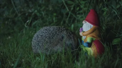 Hedgehog and Gnome Stock Footage 293805679