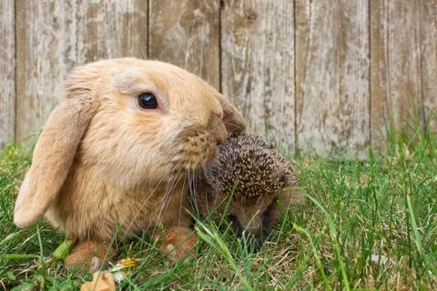 Hedgehog and rabbit Stock Photos
