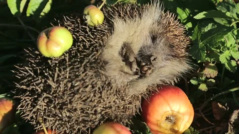 Hedgehog with an apple Stock Footage 143219675