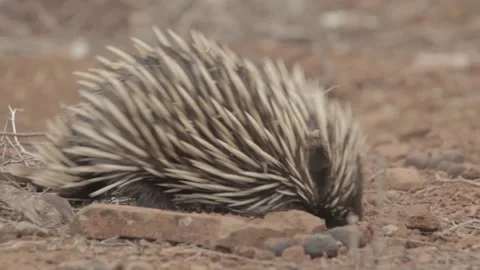 Hedgehog at the arid lands 스톡 동영상 146456781