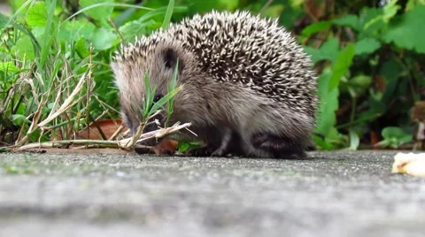 Hedgehog in the back Stock Footage 45971134