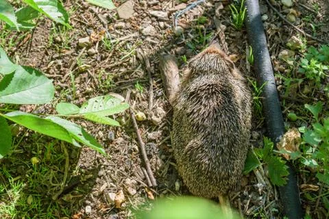 Hedgehog back view Stock Photos